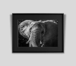 Art Prints Shop -Art Prints Shop abe tusker pi 2021 09 02T13 14 13